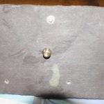 The five brass feet supporting the stand