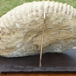 Brass column supporting the Ammonite