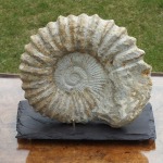 Ammonite sitting on its stand
